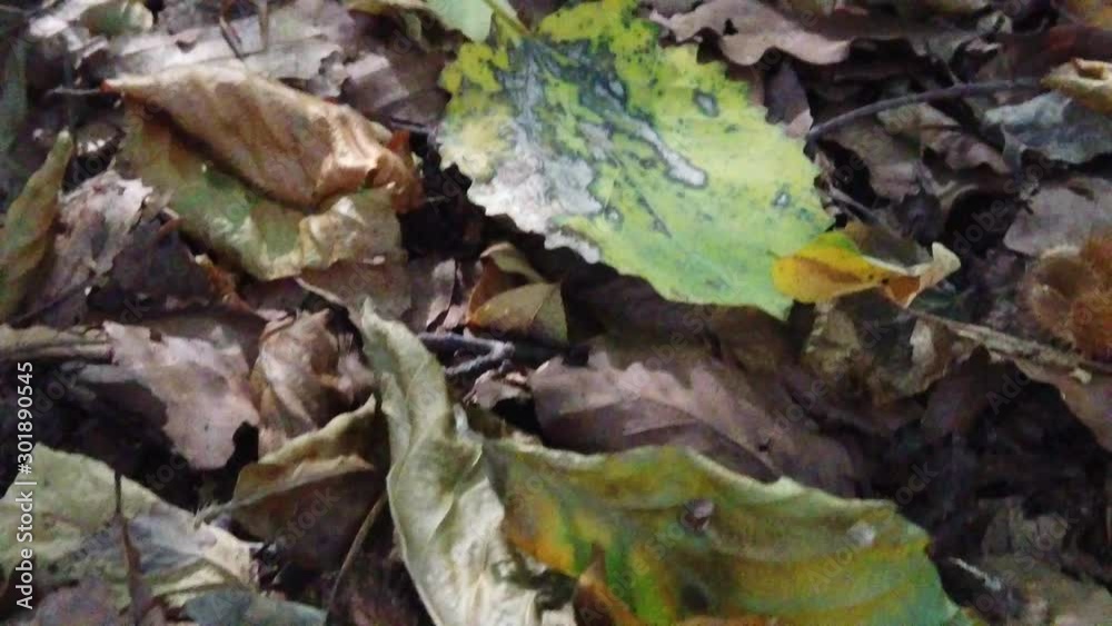 Beautiful autumn scene with leaves on the ground. Beautiful autumn scene with leaves on the ground.