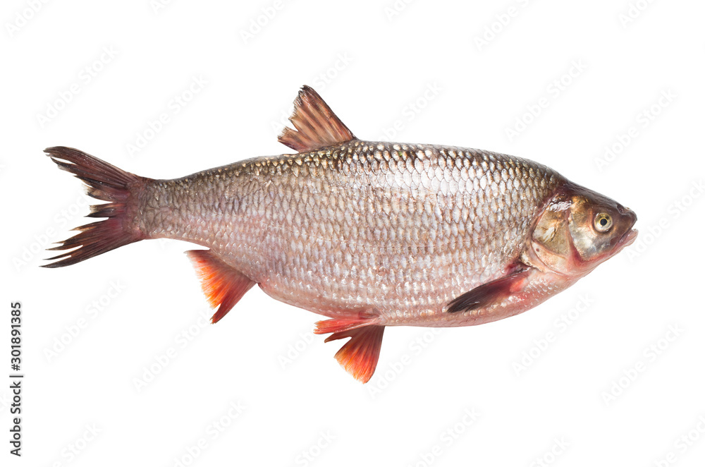 Freshwater fish ide on a white background Freshwater fish ide on a white background