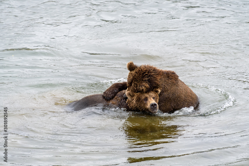 Two juvenile brown bears play fighting in the Brooks River, Katmai National Park, Alaska, USA Two juvenile brown bears play fighting in the Brooks River, Katmai National Park, Alaska, USA