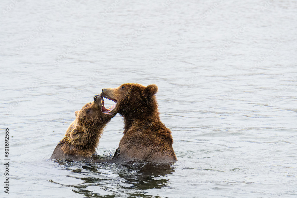 Two juvenile brown bears play fighting in the Brooks River, Katmai National Park, Alaska, USA Two juvenile brown bears play fighting in the Brooks River, Katmai National Park, Alaska, USA