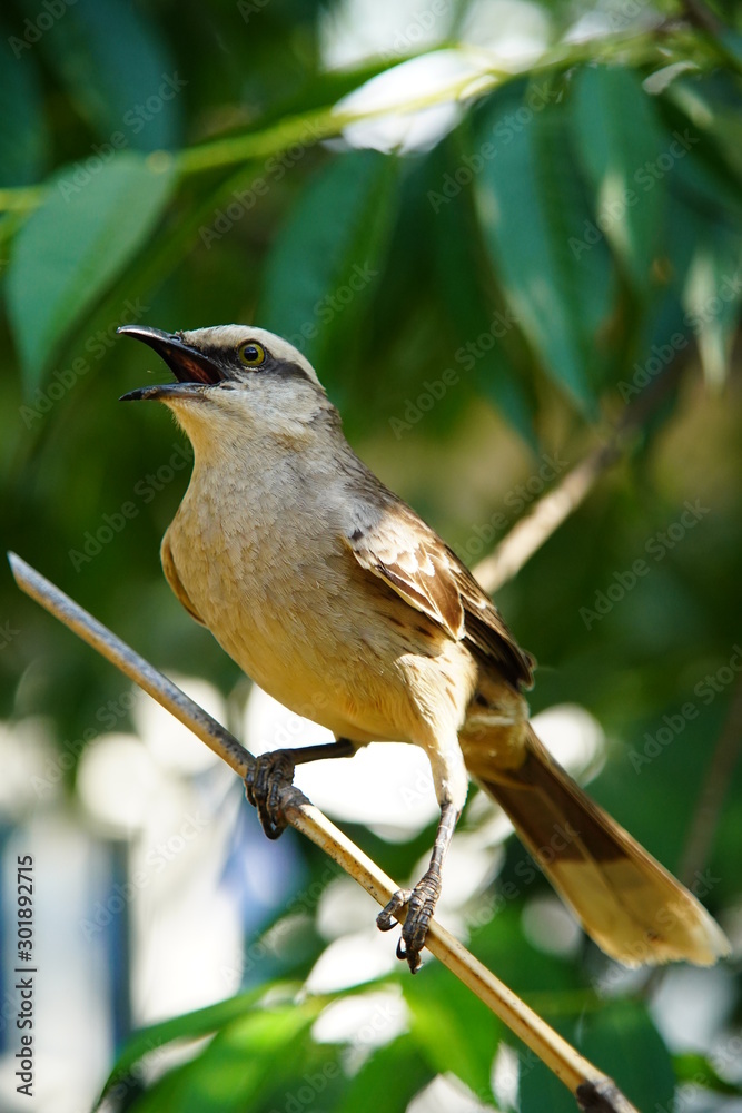 Chalk-browed Mockingbird on a branch Chalk-browed Mockingbird on a branch