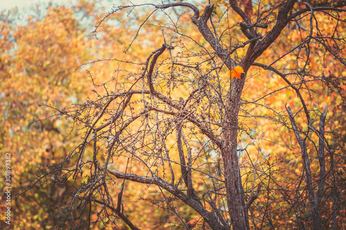 Autumn color in Hyde Park UK