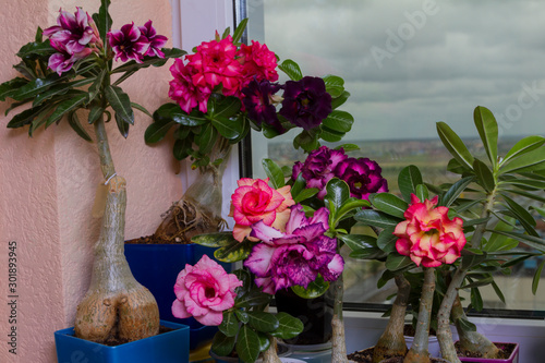 Lots of color blooming houseplant in pots on window sill. Beautiful flowers roses or adeniums. photo