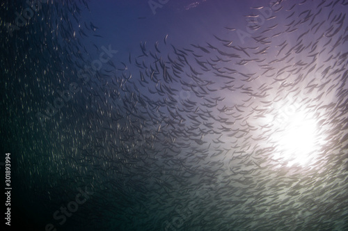 A large school of bait are a source for food for dolphins and other predators