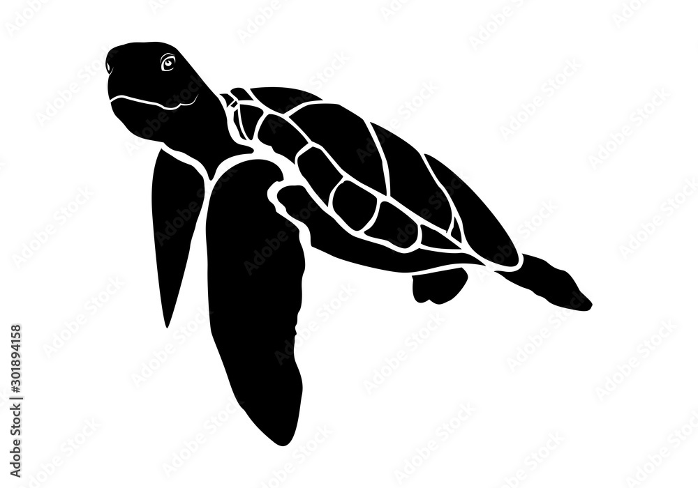 Obraz premium graphic sea turtle,vector illustration of sea turtle,vector of turtle design on a white background