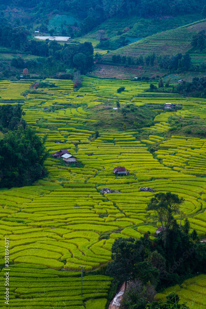 beautiful landscape view of rice terraces 