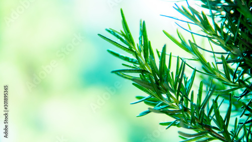 Close up rosemary leaf in the garden