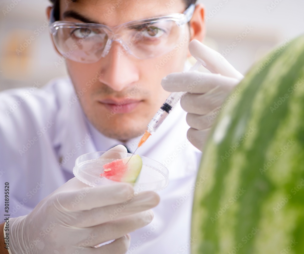 Scientist testing watermelon in lab Scientist testing watermelon in lab