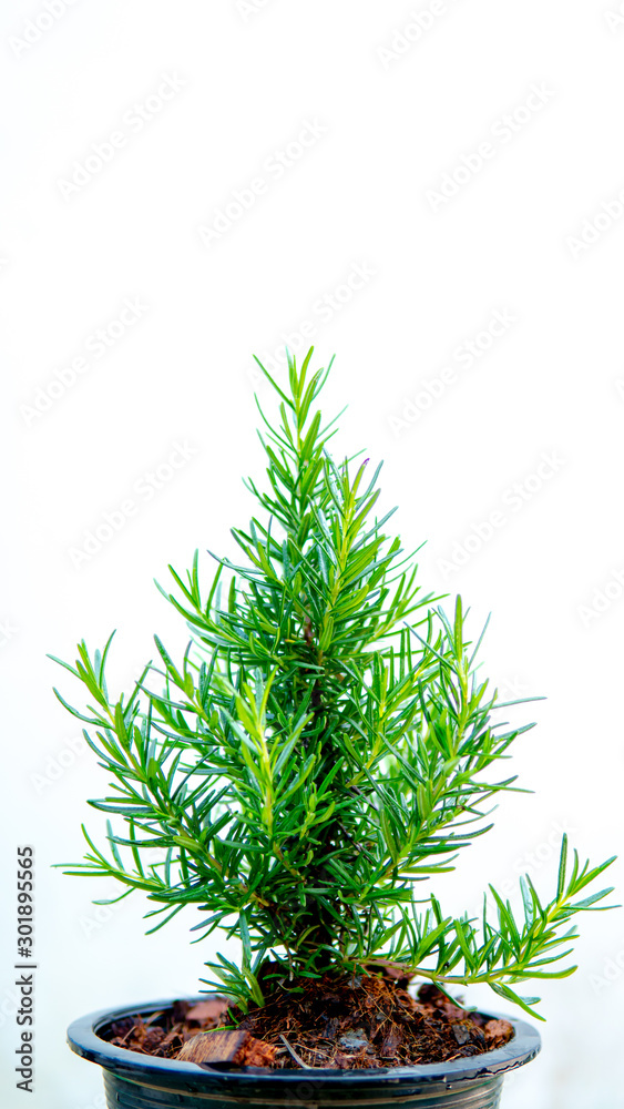 Rosemary on white background Rosemary on white background