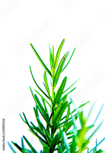 Rosemary leaf on white background