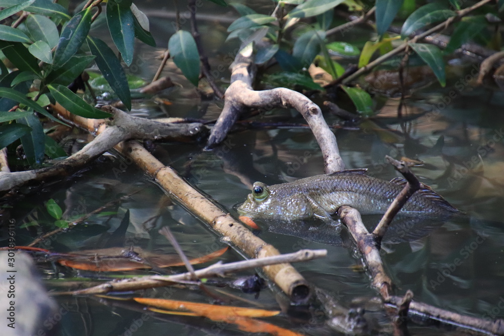 Close up mudskipper fish,Amphibious fish Lying on a log and looking at camera in the mangrove forest Close up mudskipper fish,Amphibious fish Lying on a log and looking at camera in the mangrove forest