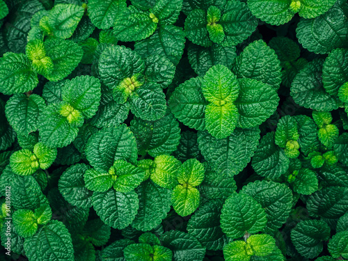 Mint leaves Green herb plant Texture background
