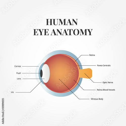 Human eye anatomy. Anatomy of the healthy eye. Medical illustration. Illustration of the human eye anatomy. Vector isolate on background.