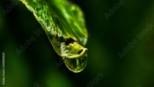 water drop on a green leaf
