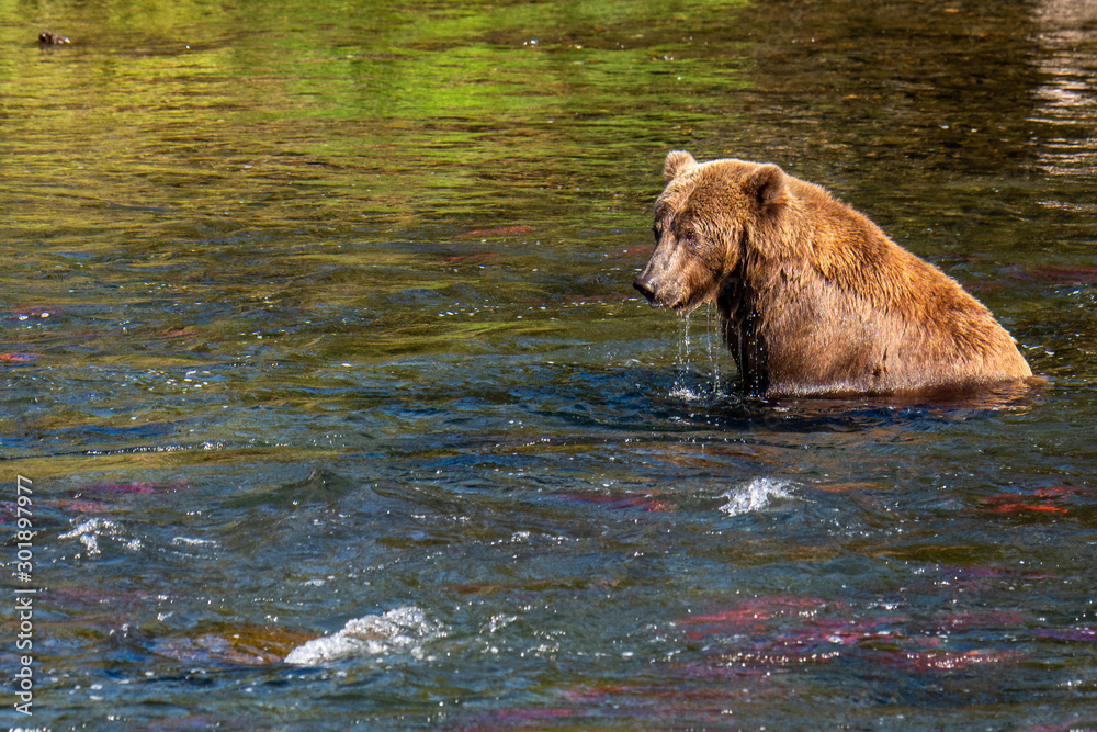 Brown bear fishing for salmon in the Brooks River, Katmai National Park, Alaska, USA