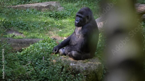 Lowland Gorilla sleeps and is sitting in the grass. Beautiful medium shot in the forest medium shot photo