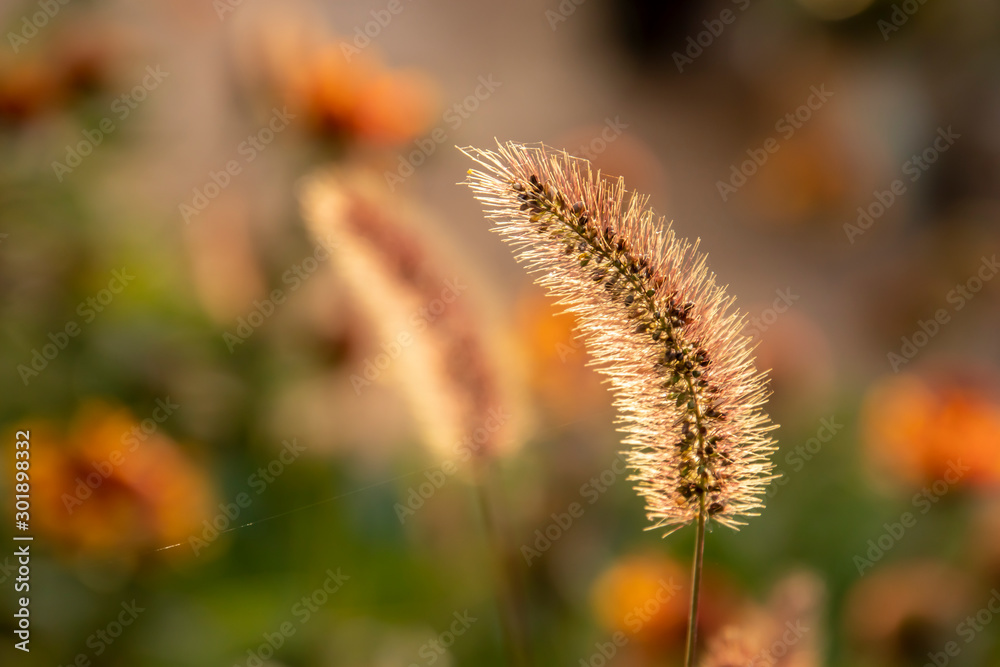 A foxtail in the autumn field 