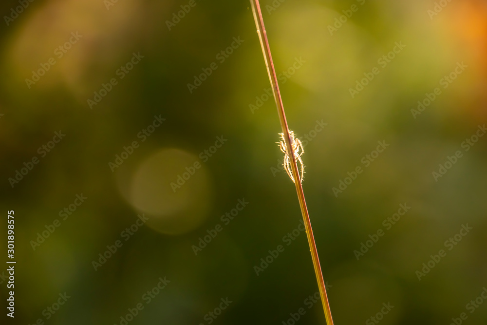 A little spider on the autumn grass A little spider on the autumn grass