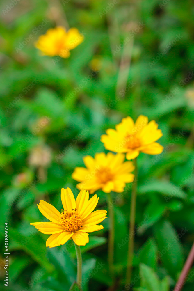 Beautiful yellow daisy flowers, little yellow star. Beautiful yellow daisy flowers, little yellow star.