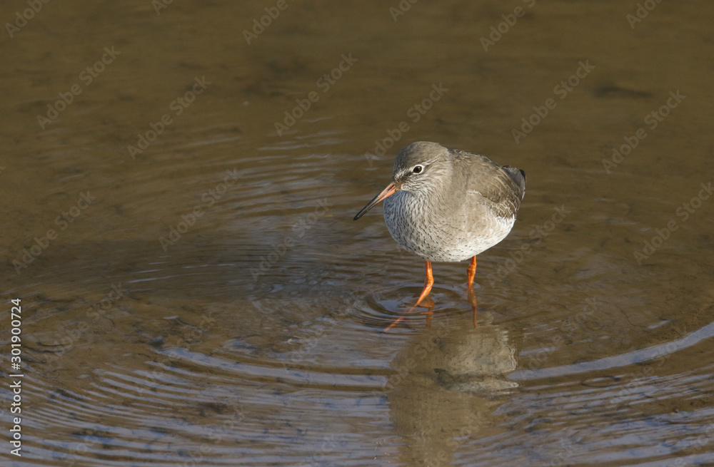A pretty Redshank, Tringa totanus, hunting for food in a sea estuary, on the Norfolk, coast. A pretty Redshank, Tringa totanus, hunting for food in a sea estuary, on the Norfolk, coast.