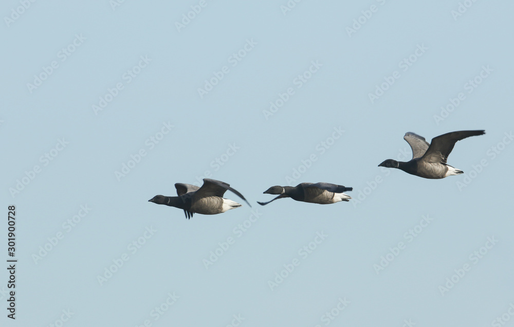Obraz premium Three beautiful Brent Geese, Branta bernicla, flying in the blue sky.