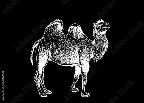 Graphical camel walking isolated on black background, vector engraved illustration