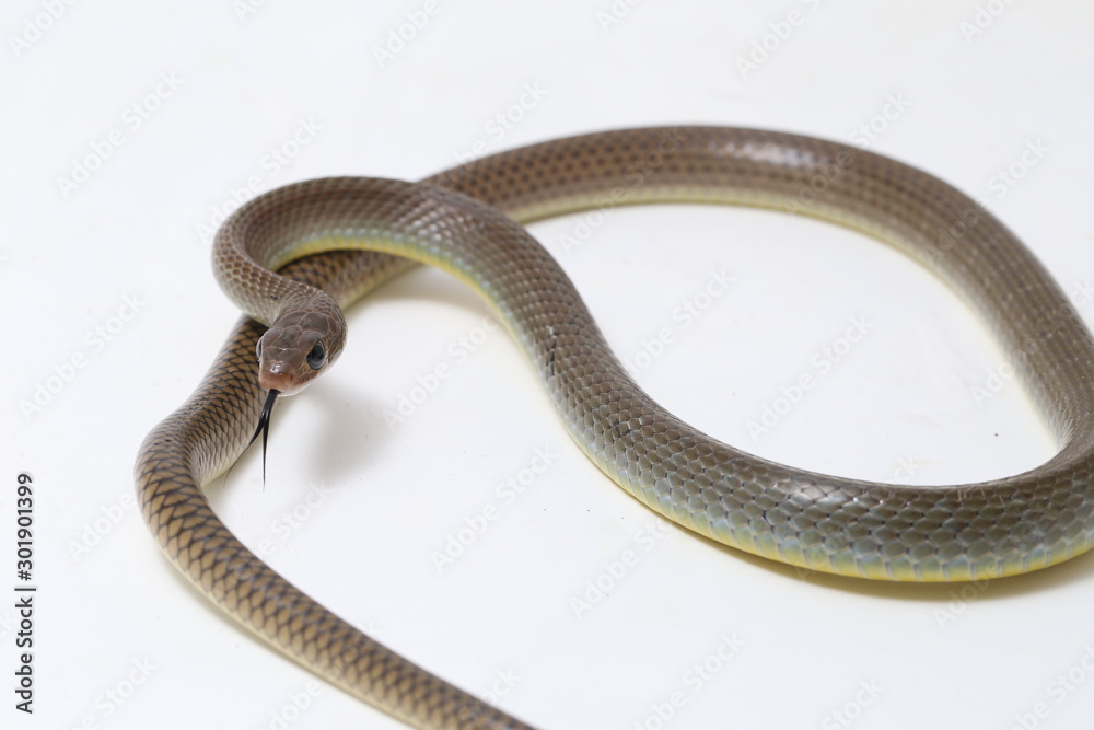 Ptyas korros, commonly known as the Chinese ratsnake or Indo-Chinese ...