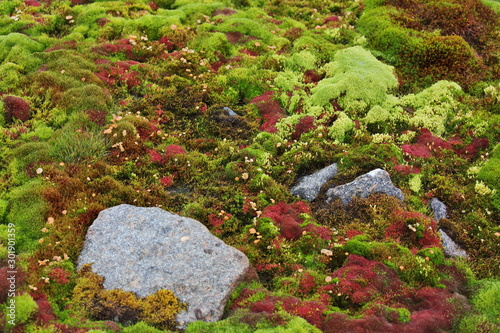 Arctic moss - polar colors
