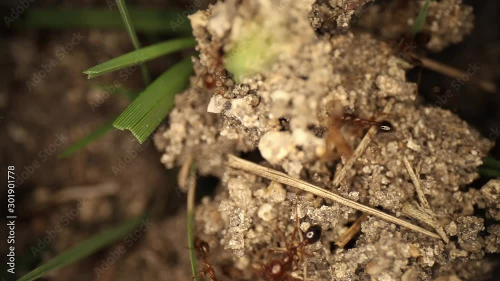 Top down static shot of a disturbed fire ant mound, grass sticking out of the dirt. Many frantic ants running around through broken dirt. Panning at the end revealing damage & ants fade into blur. Top down static shot of a disturbed fire ant mound, grass sticking out of the dirt. Many frantic ants running around through broken dirt. Panning at the end revealing damage & ants fade into blur.