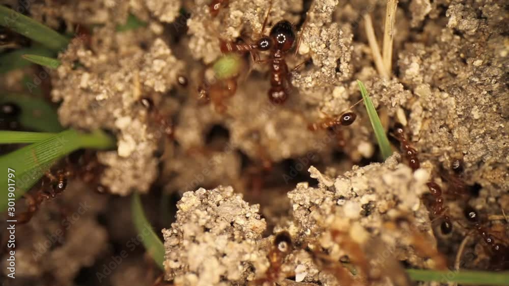 Top down static shot of a freshly disturbed fire ant mound. Hundreds of frantic swarming ants running around through broken dirt. Using a wide angle macro probe lens, getting unique perspectives. Top down static shot of a freshly disturbed fire ant mound. Hundreds of frantic swarming ants running around through broken dirt. Using a wide angle macro probe lens, getting unique perspectives.