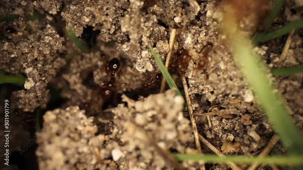 Quickly panning across the top of an already disturbed fire ant mound. Many ants running around the broken clumps of dirt. Using a wide angle macro probe lens, getting unique perspectives. Quickly panning across the top of an already disturbed fire ant mound. Many ants running around the broken clumps of dirt. Using a wide angle macro probe lens, getting unique perspectives.