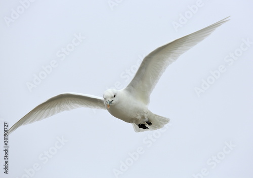 Ivory Gull (Pagophila eburnean) in the Arctic