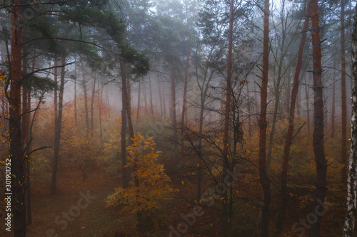 Fairytale Foggy Autumn Deciduous Forest. Beautiful colorful dense forest