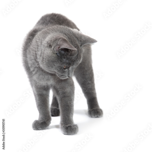 British shorthair standing and looking down © Maria