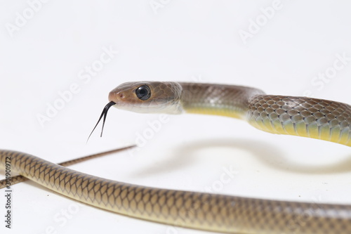 Ptyas korros, commonly known as the Chinese ratsnake or Indo-Chinese rat snake, is a species of colubrid snake endemic to Southeast Asia isolated on white background photo