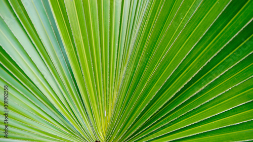 Green palm leaf background.