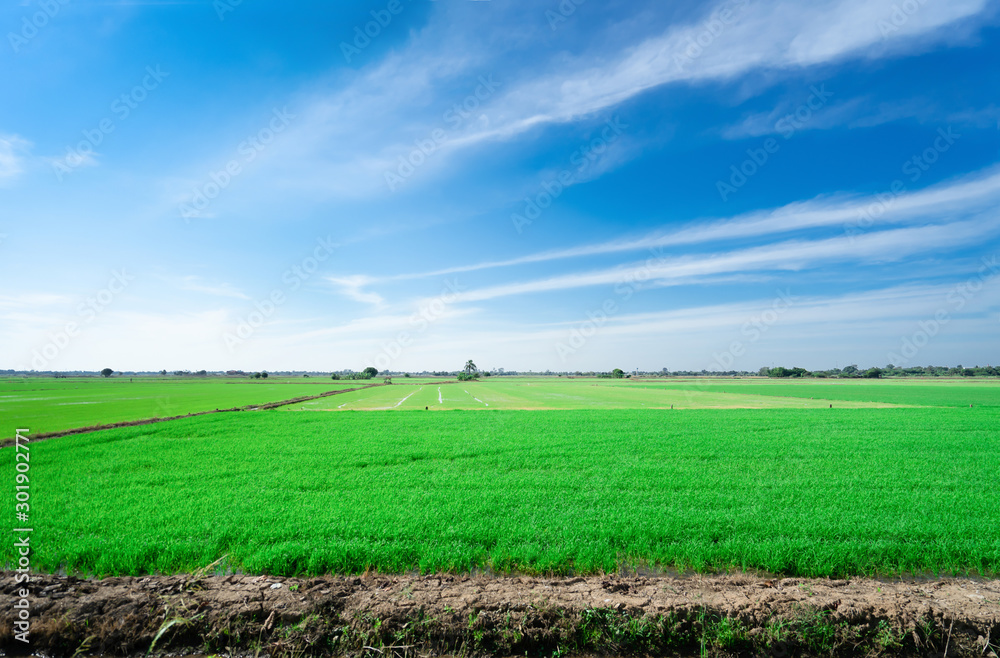 Rice fields at with blue sky. The beautiful of nature Rice fields at with blue sky. The beautiful of nature