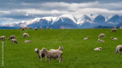 Flock Of Sheep In Pasture