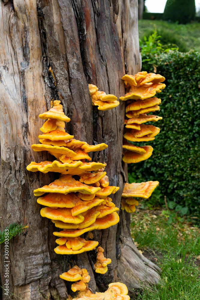 Fungus on tree stump Fungus on tree stump