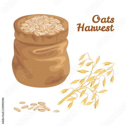 Oat Grain Sack. Ears of oats, grains in a bag isolated on white background. Vector illustration of cereal in cartoon flat style.