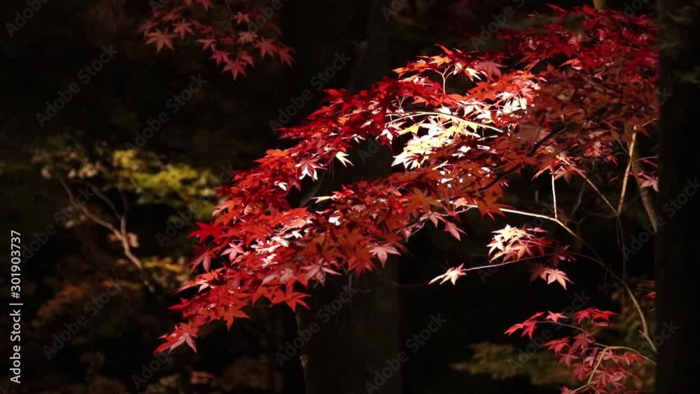 夜の紅葉　ライトアップ　角館　武家屋敷　秋の風景