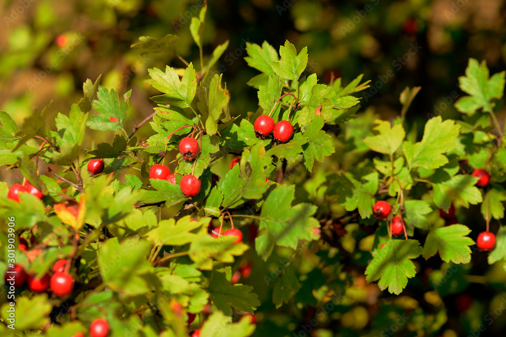 Ripe hawthorn berries on a bush in the autumn forest on a sunny day