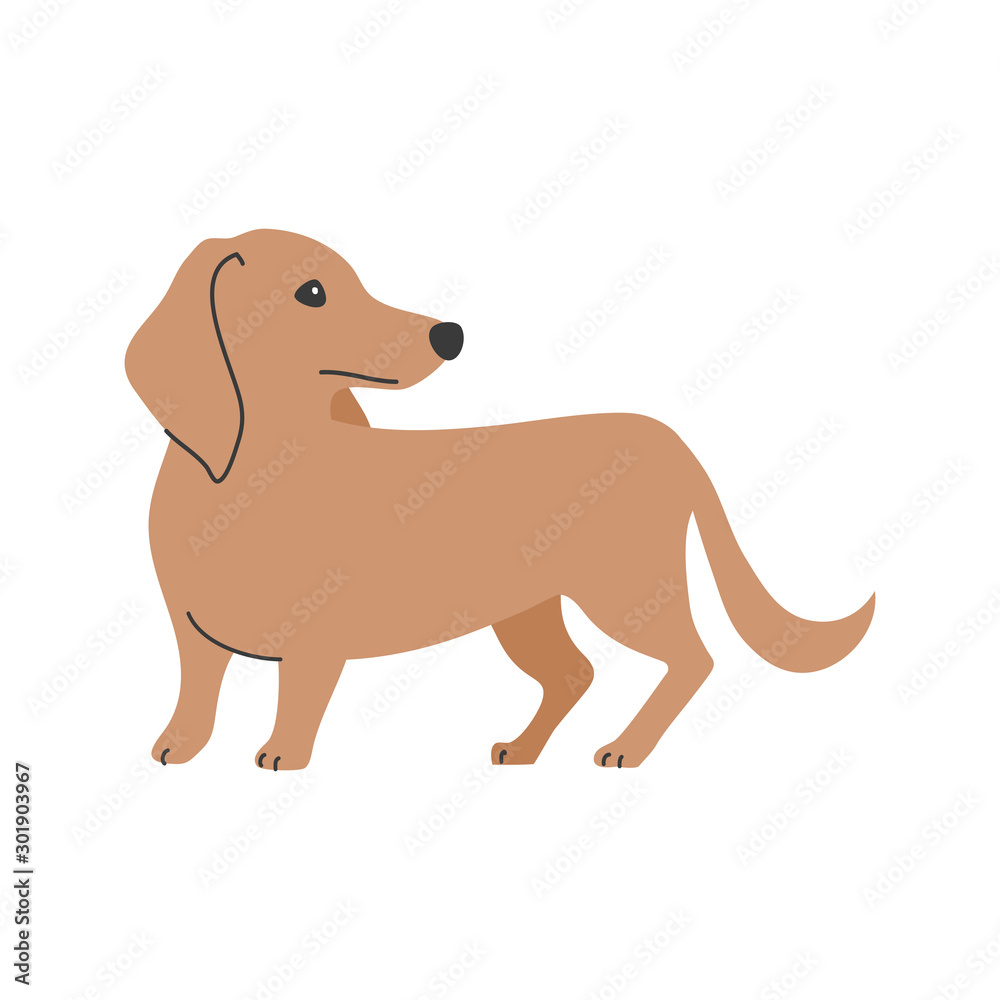 犬 ポーズ 表情 １匹 ミニチュアダックスフンド 振り向く Vector De Stock Adobe Stock