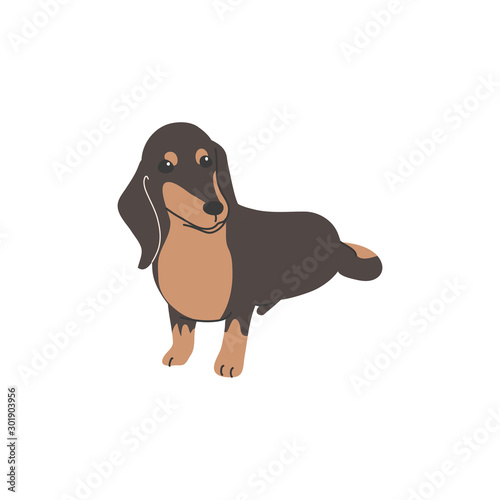 犬　ポーズ　表情　１匹　ミニチュアダックスフンド　おすわり