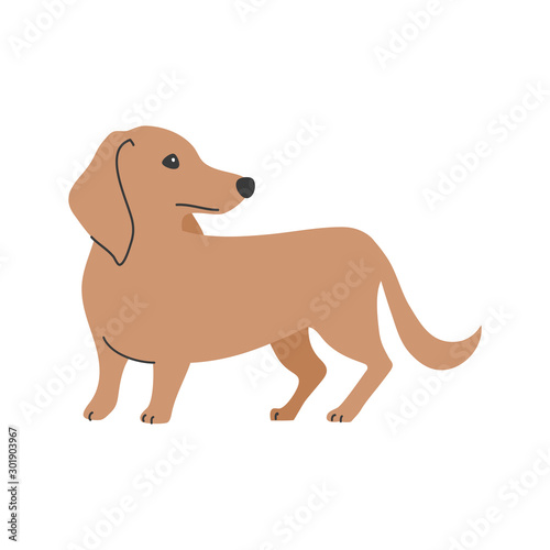 犬　ポーズ　表情　１匹　ミニチュアダックスフンド　振り向く