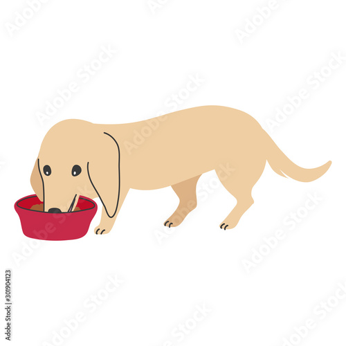 犬　ポーズ　表情　１匹　ミニチュアダックスフンド　食べる