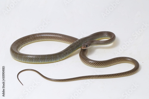 Ptyas korros, commonly known as the Chinese ratsnake or Indo-Chinese rat snake, is a species of colubrid snake endemic to Southeast Asia isolated on white background photo