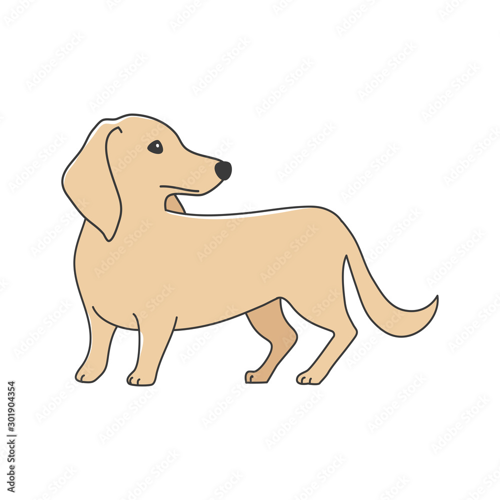 犬 ポーズ 表情 １匹 ミニチュアダックスフンド 振り向く Stock Vector Adobe Stock