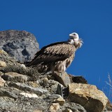 Himalayan wild vulture