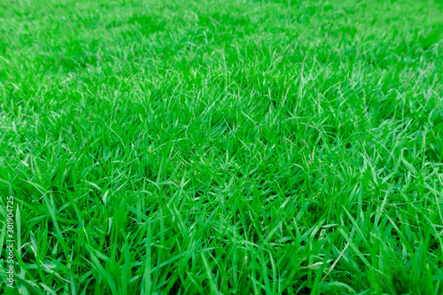 Close-up, Green grass texture background, Park green lawn texture